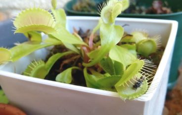 食 虫 植物 コバエ